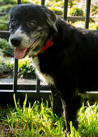 Sweets - Adopted