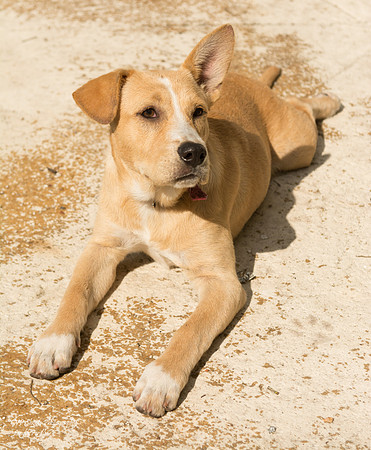 Blondie - Adopted