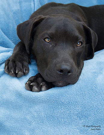 Dagwood - Adopted