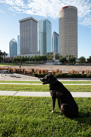 Dog downtown Tampa riverwalk
