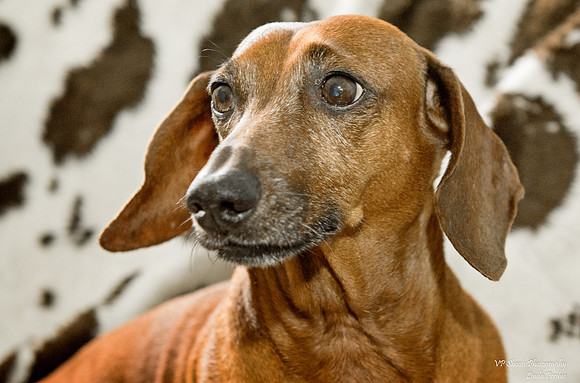Frank - Adopted
