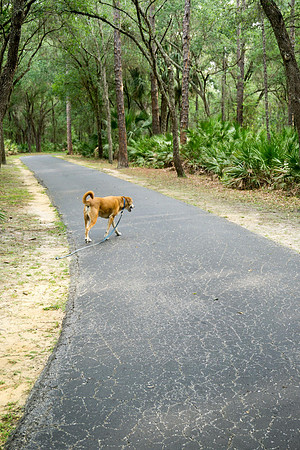 Lettuce Lake Park paved walkway