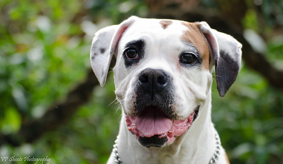 Boxer - BeBe