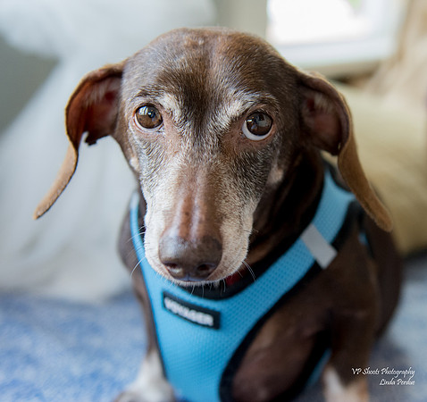 Rusty - Adopted