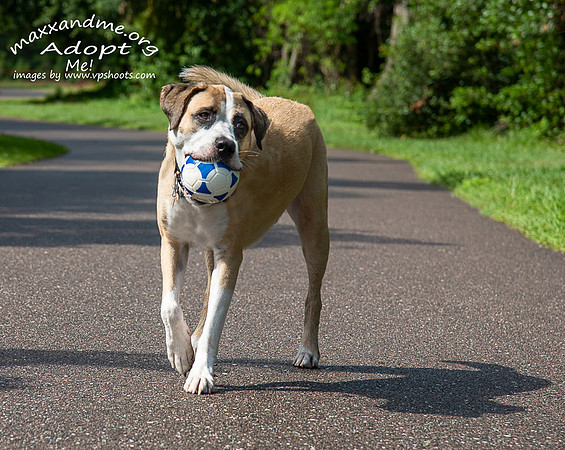 Dog with toy ball in mouth