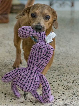 Lucky (Male) - Adopted!