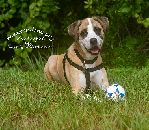 Dog laying behind a toy ball
