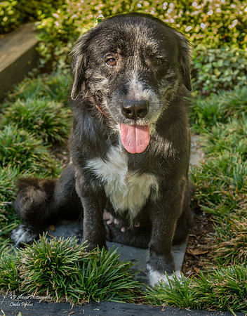 Sweets - Adopted