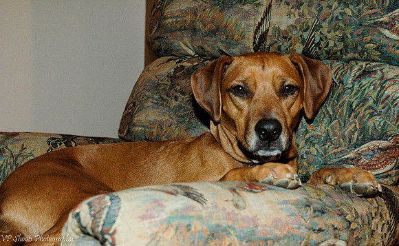 Dolly on chair