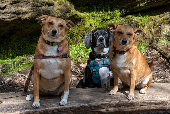 3 dogs on a hike in North Carolina