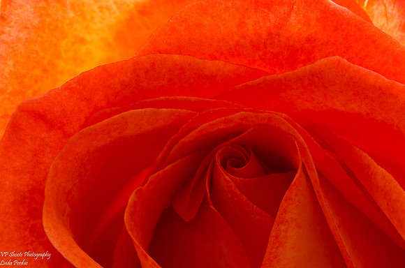 Closeup of rose