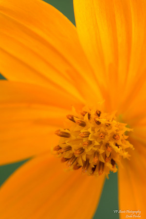 Orange Cosmos