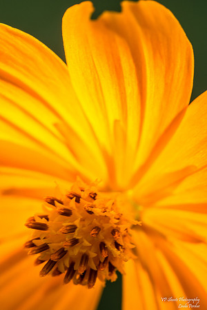 On fire orange cosmos flower