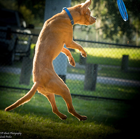 Dog playing frisbee