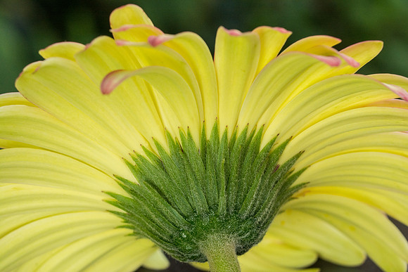 Gerbera daisy flower