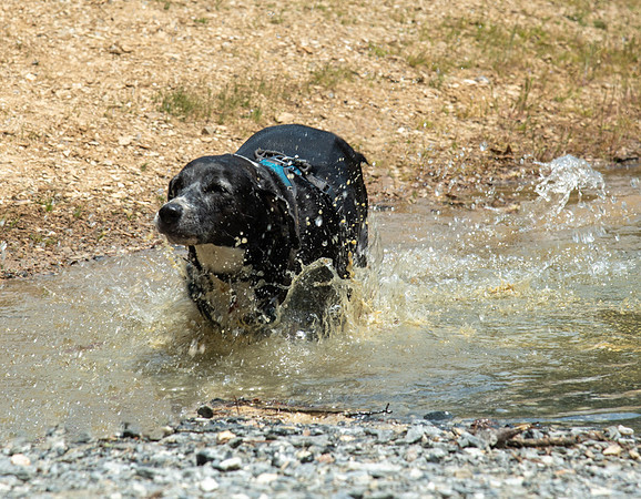 Dog running in lake, Jack Rabbit trails, North Carolina