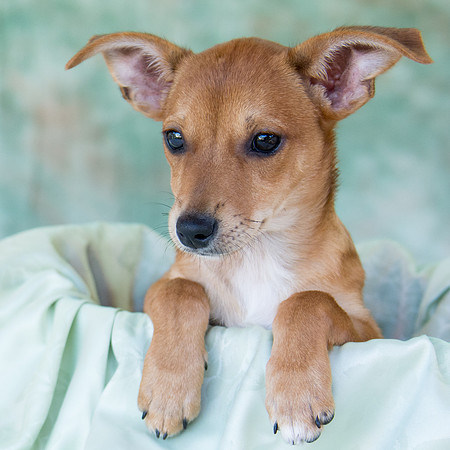 Cute puppy in a basket
