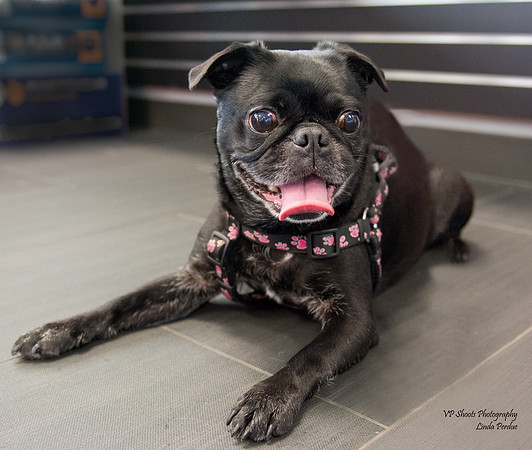 Twinkle - adopted