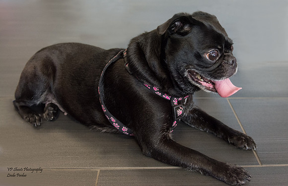 Twinkle - adopted