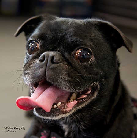Twinkle - adopted