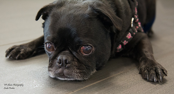 Twinkle - adopted