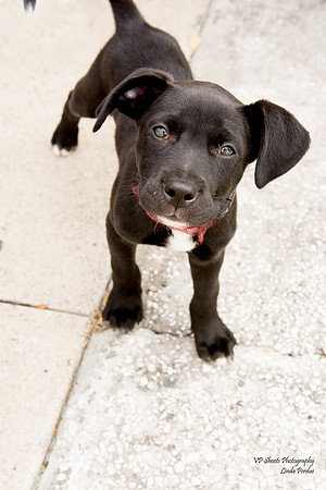 Adopted