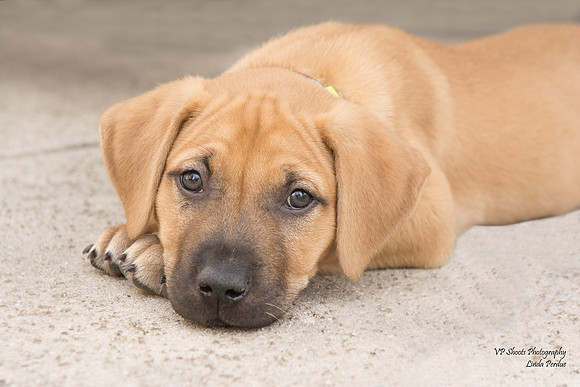 Finn - Adopted