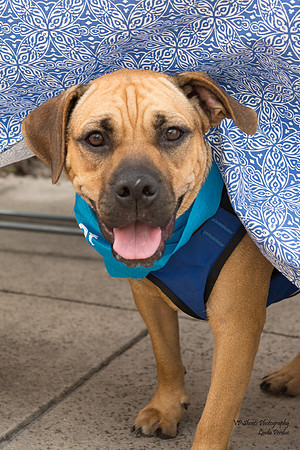 Emma - Adopted