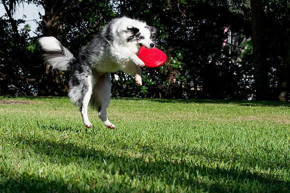 Dog catching frisbee