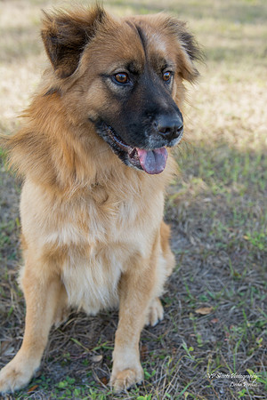 Maxx - Adopted