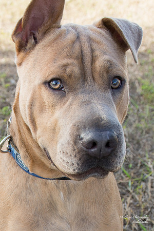 Thor - Adopted