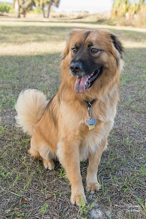 Maxx - Adopted