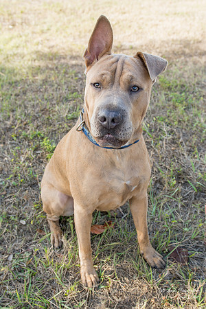 Thor - Adopted