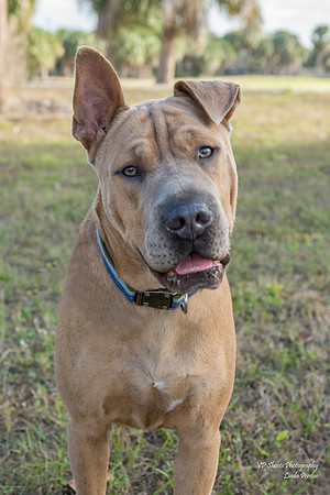 Thor - Adopted