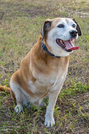Levi - Adopted