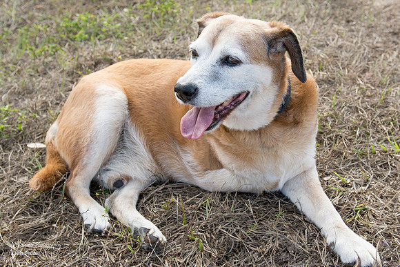 Levi - Adopted