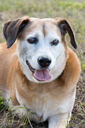 Levi - Adopted