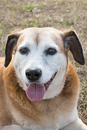 Levi - Adopted