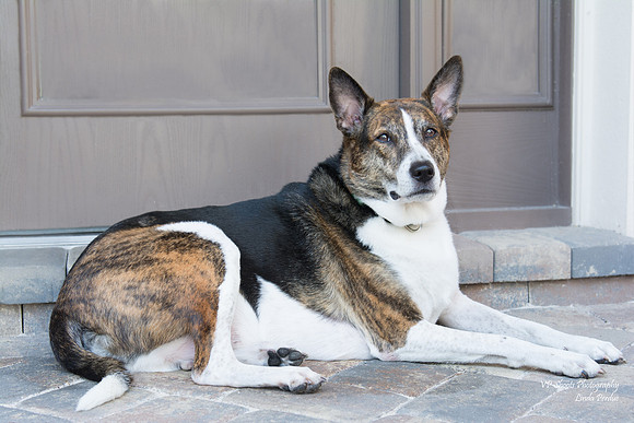 Sailor - adopted