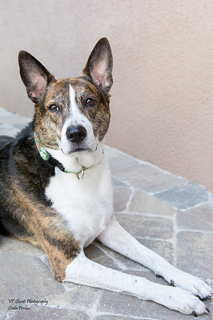Sailor - adopted