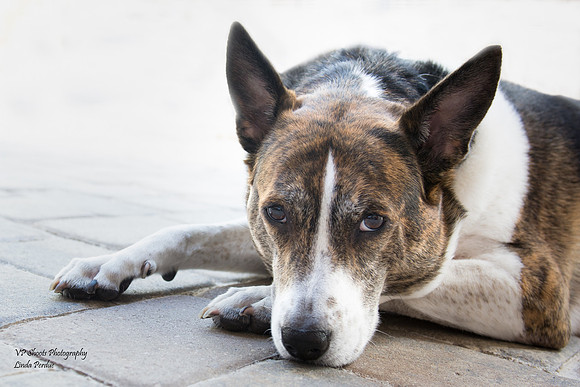 Sailor - adopted