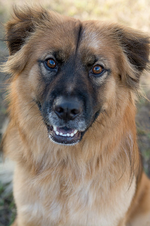Maxx - Adopted