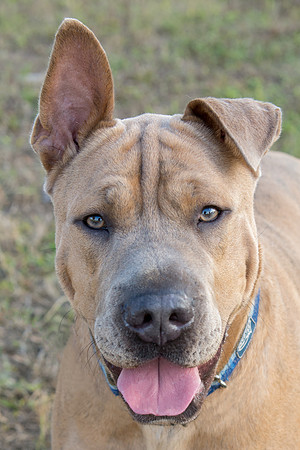 Thor - Adopted