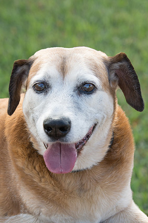 Levi - Adopted