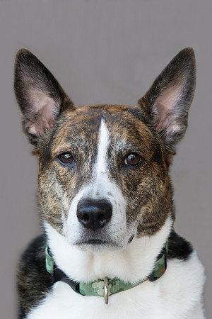 Sailor - adopted