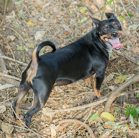 Tyson - adopted