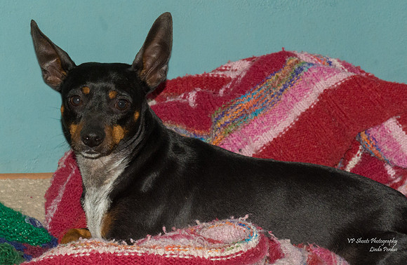 Tyson - adopted