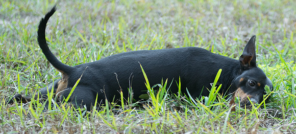 Tyson - adopted