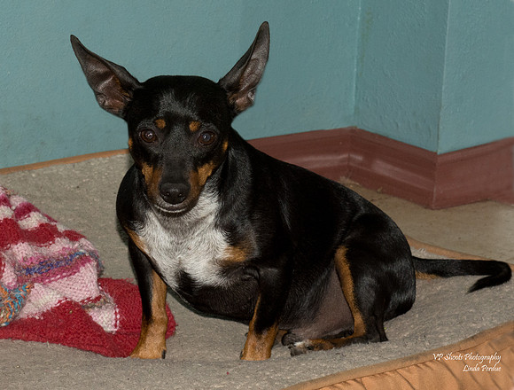 Tyson - adopted