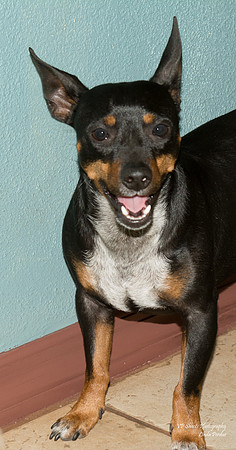 Tyson - adopted